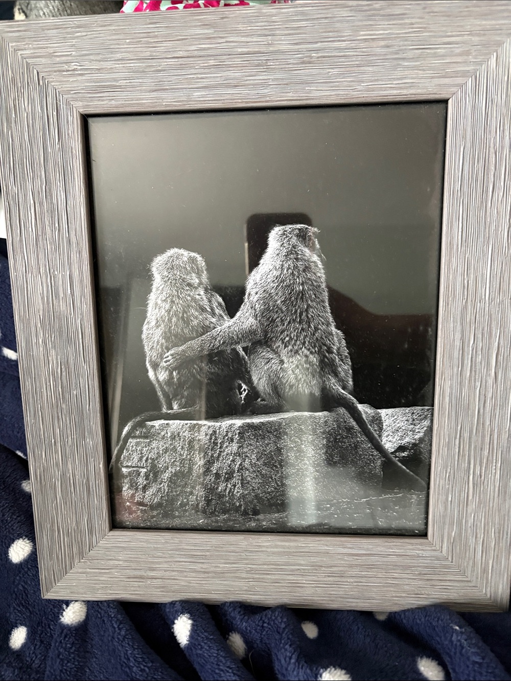 Framed Black & White Monkey Photo Print - Gray Frame